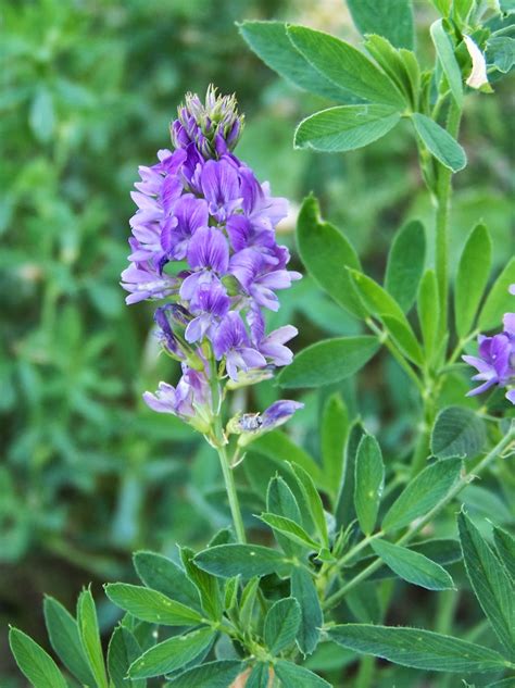 Nombre Científico: Medicago sativa.