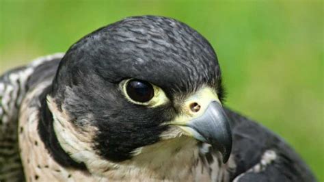 Nombre de aves rapaces características y hábitat   Nombres para Todo