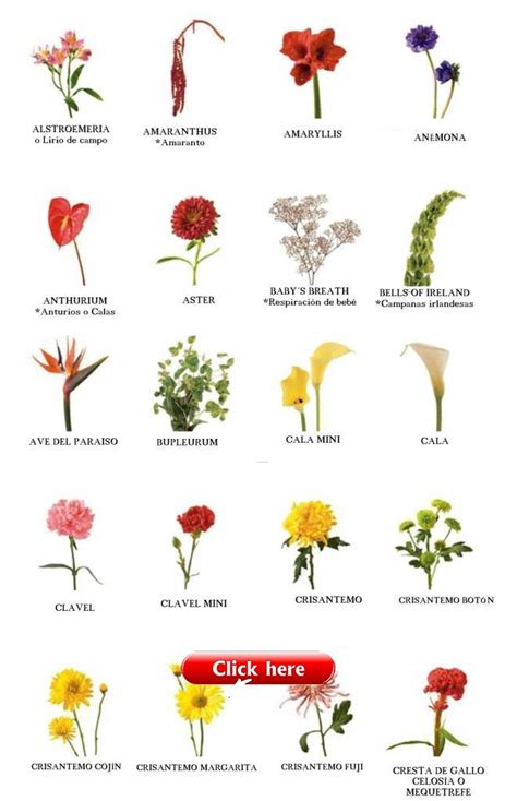 Nombre de flores 1   Flowers Decor | Types of flowers, Flower names ...