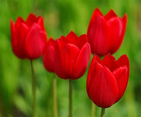 Nombre de flores bonitas: tulipanes :: Imágenes y fotos