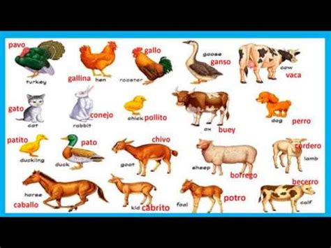 nombre de los animales en inglés y español   YouTube