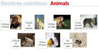 Nombres colectivos de animales en inglés | Animales en ...