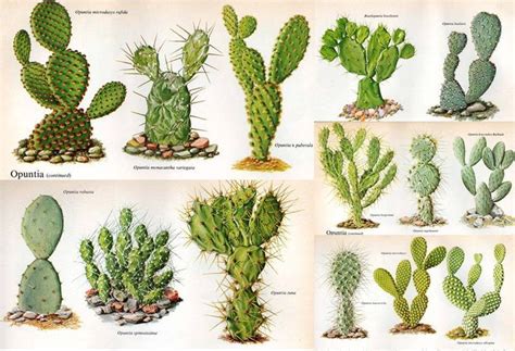 Nombres de algunas variedades | suculentas,cactus ...
