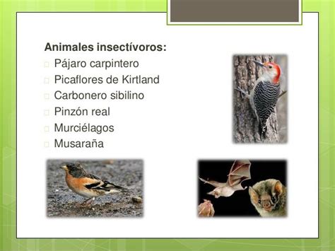 Nombres de animales insectivoros   Imagui