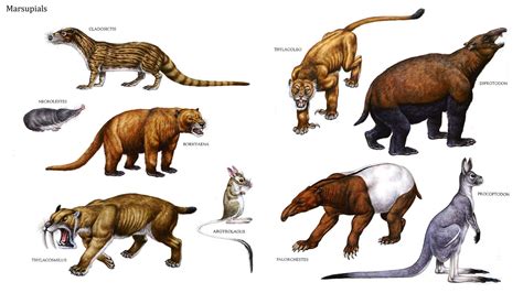Nombres De Animales Prehistoricos   SEONegativo.com