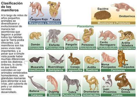Nombres de animales que nacen de la madre   Imagui