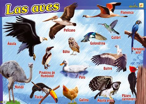 Nombres De Aves En Espanol   SEONegativo.com