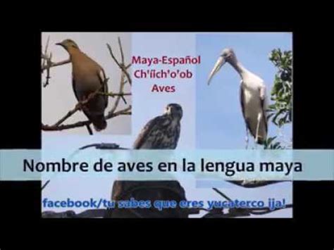 Nombres de aves en maya español   YouTube
