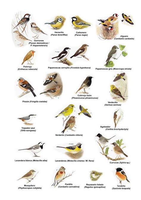 Nombres de aves