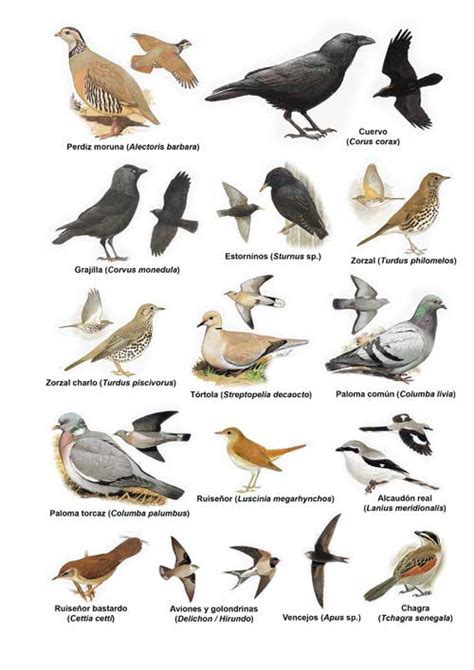 Nombres De Aves   SEONegativo.com