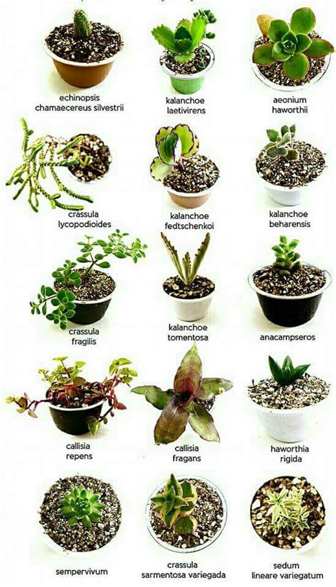Nombres de crasas | nombres de plantas | Cactus y ...