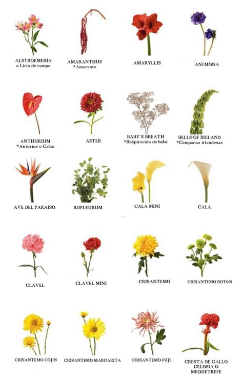 Nombres de flores | Flores e seus nomes, Nomes de flores, Arranjos de ...