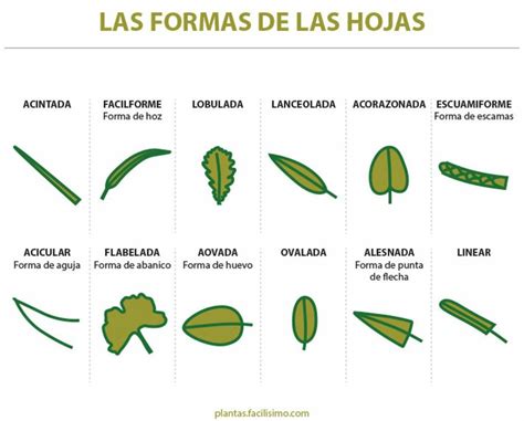 Nombres de hojas de plantas | Plantas