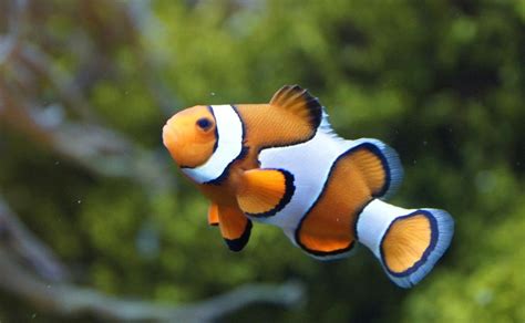 Nombres de personajes de Buscando a Nemo para pez
