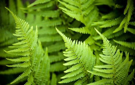 Nombres De Plantas Sin Flores Para Ninos