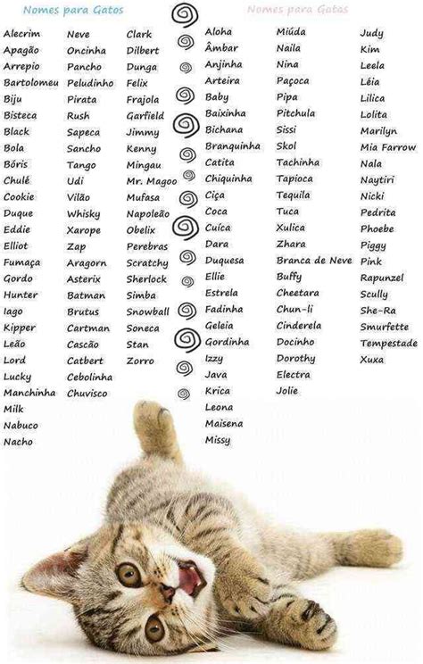 Nombres Neutros Para Gatos   El Gatos