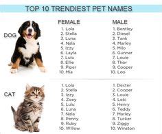 Nombres originales y bonitos para mascotas | Nombres para mascotas ...