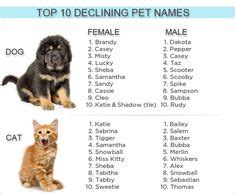 Nombres originales y bonitos para mascotas | Nombres para mascotas ...
