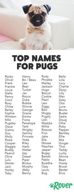 Nombres originales y bonitos para mascotas   Todo mascotas | Nombres ...