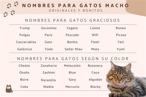 Nombres para gatos   ¡De lo más originales!   Arsveterinaria