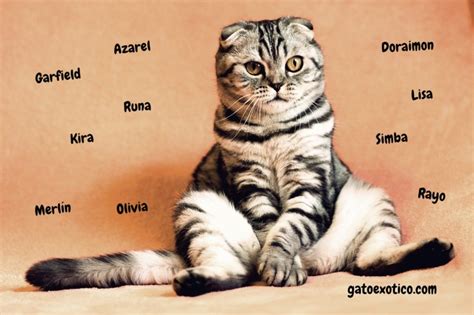 Nombres para Gatos: Hembras, Machos  [Mejores Ideas Aquí]