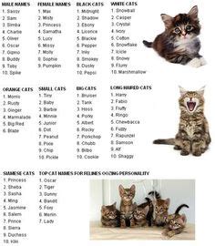 Nombres para gatos machos originales | ~•acerca de los gatos gatos ...