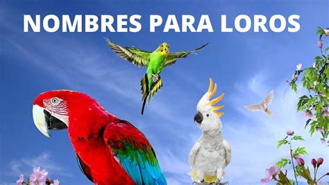 Nombres para loros Machos ,Hembras / NOMBRES PARA AVES ...