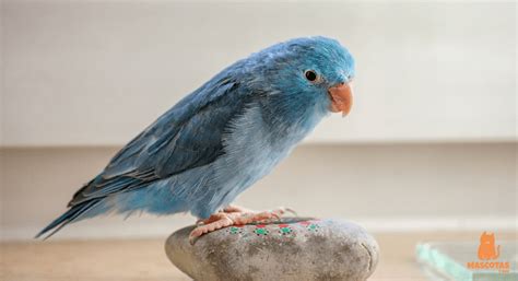Nombres para pájaros   ¡De lo más originales! | MascotasyMás