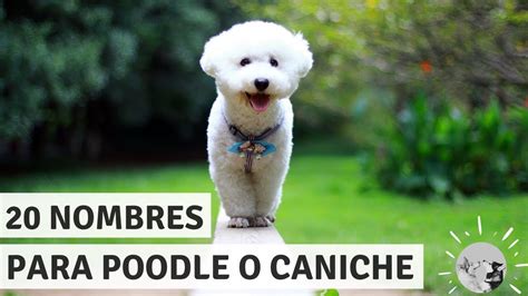 Nombres Para Perros French Poodle Macho | FormatoAPA.com: Reglas y ...