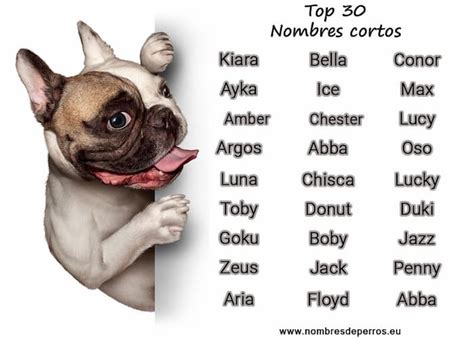 Nombres Para Perros Hembras Pequeños Y Su Significado   Noticias del Perro