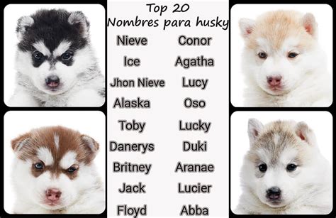 Nombres para perros Husky   101 ideas de nombres para ...