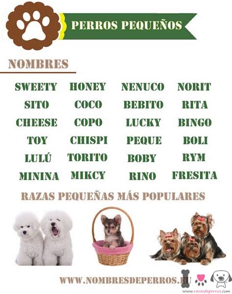 Nombres para perros machos | 120+ Ideas para llamar a tu perro