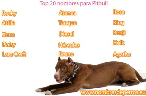 Nombres para perros Pitbull   350+ Ideas para llamar a tu Pit Bull