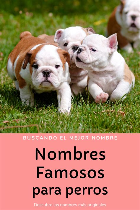 Nombres para Perros | Top 100 más Bonitos y Originales | Nombres de ...