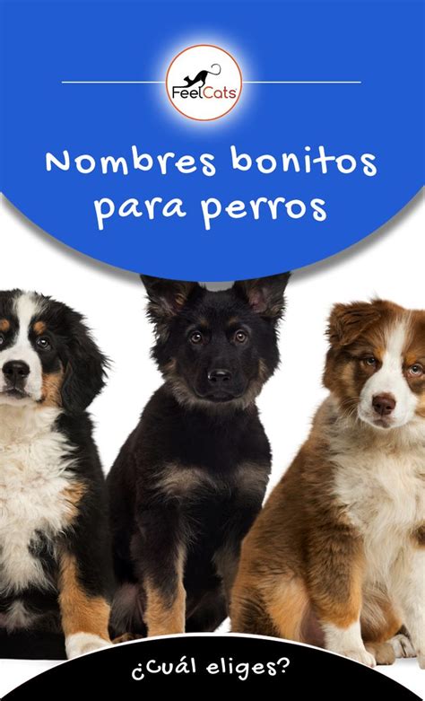 Nombres para Perros | Top 100 más Bonitos y Originales | Nombres ...