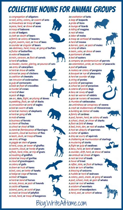 Nombres raros para grupos de animales en inglés   Aprende ...