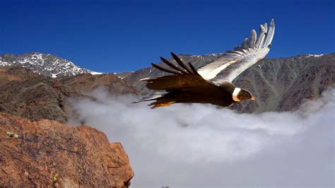 Nome científico: Condor andino. Habitat: flanco ocidental dos Andes
