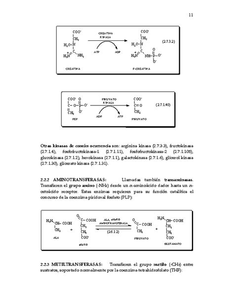 Nomenclatura y clasificación de enzimas   Monografias.com