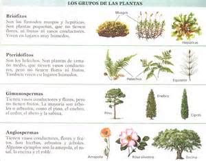 Nomes dos Grupos de Plantas | Meio Ambiente   Cultura Mix