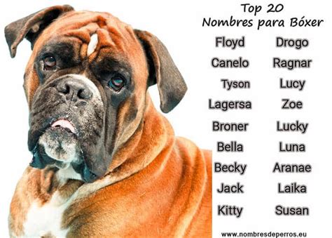 Noms de chiens boxer | 300+ Idées pour votre boxer