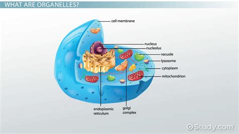 Non Membrane Bound Organelles: Definition & Examples ...