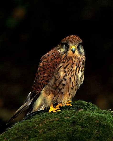 Norfolk Images Gallery: Birds of Prey