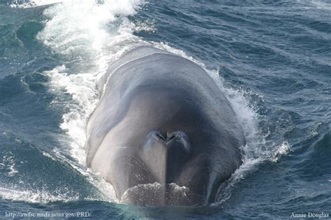 Northern fin whale   Wikipedia