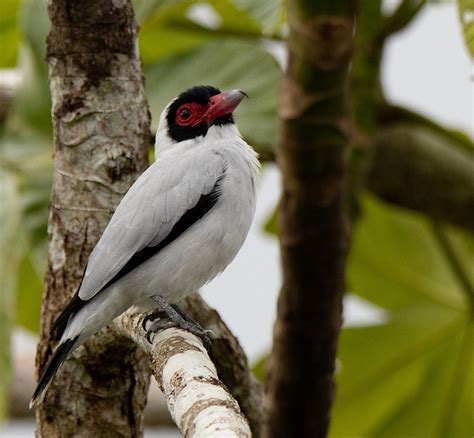 Northern Peru Birding Tour   South American Bird Watching Tour 2021 ...