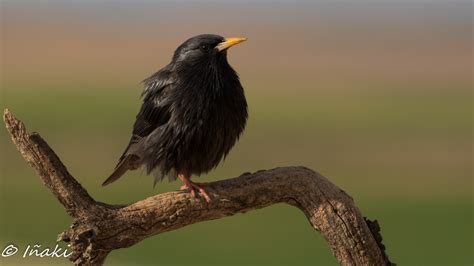 Nosoloaves   Aves del mundo  Birds of the world : Cantando ...