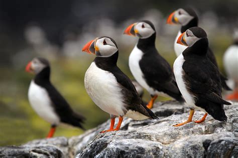 Not the Puffins! Another 4 bird species facing extinction