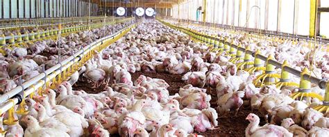 Notable incremento de granjas avícolas que obtuvieron los certificados ...