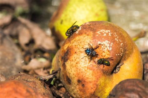 Noticias en Línea ¿Cómo eliminar las moscas de la fruta en casa ...