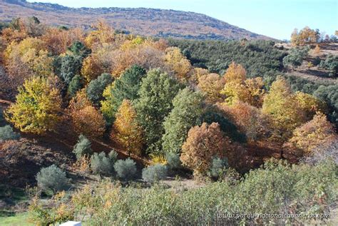 Noticias sobre el Parque Nacional de Cabañeros: Otoño 2020 ...