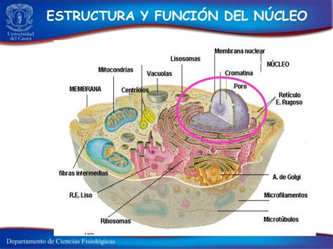 Nucleo celular biologia